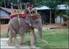 Elephant and Phanit, or elephant driver